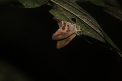 Eudamini