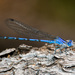 Azulilla de Arroyo de Manantial - Photo (c) Greg Lasley, algunos derechos reservados (CC BY-NC), subido por Greg Lasley