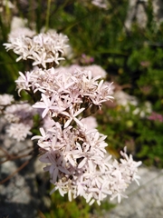Corymbium villosum