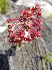 Codonorhiza micrantha