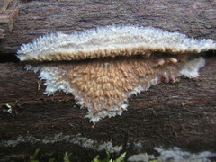 Phlebia centrifuga