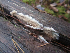 Phlebia centrifuga