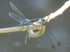 Odonata