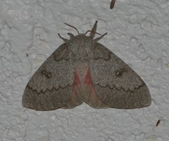 Syssphinx heiligbrodti