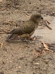 Nestor notabilis