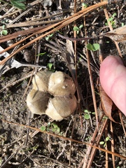 Scleroderma polyrhizum