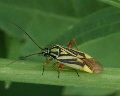 Brachycoleus decolor