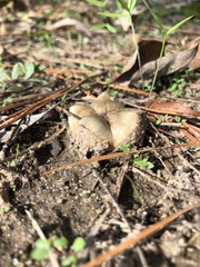 Scleroderma polyrhizum