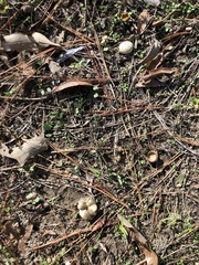 Scleroderma polyrhizum