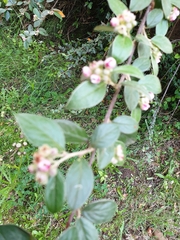 Cotoneaster franchetii
