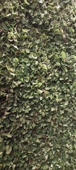 Dichondra repens