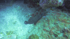 Rypticus saponaceus