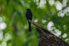 Melaenornis pammelaina