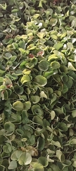 Dichondra repens