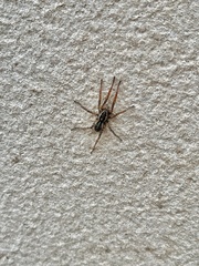 Arctosa personata