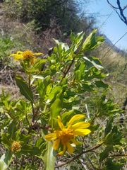 Flourensia thurifera