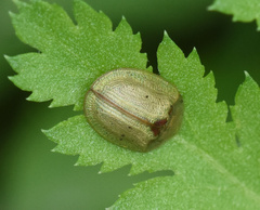 Cassida stigmatica