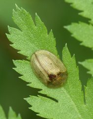 Cassida stigmatica