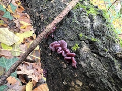 Ascocoryne sarcoides