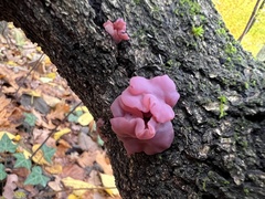 Ascocoryne sarcoides