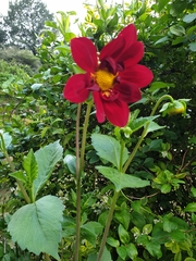 Dahlia coccinea