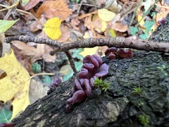 Ascocoryne sarcoides