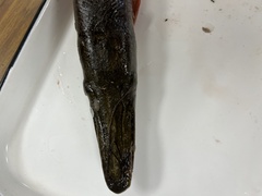 Atractosteus spatula