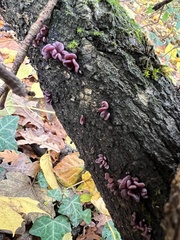 Ascocoryne sarcoides