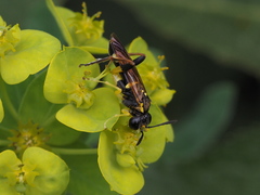Macrophya postica