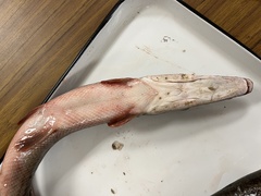 Atractosteus spatula