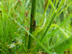 Depressaria daucella