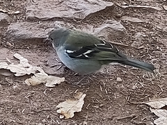 Fringilla coelebs maderensis