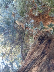 Eucalyptus cinerea