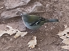Fringilla coelebs maderensis
