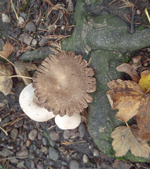 Agaricus placomyces