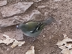 Fringilla coelebs maderensis