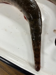 Lepisosteus oculatus