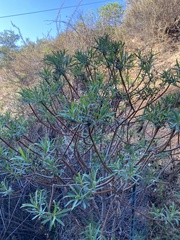 Euphorbia dendroides