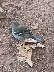 Fringilla coelebs maderensis