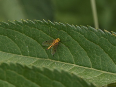 Chrysopilus asiliformis