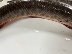 Lepisosteus oculatus
