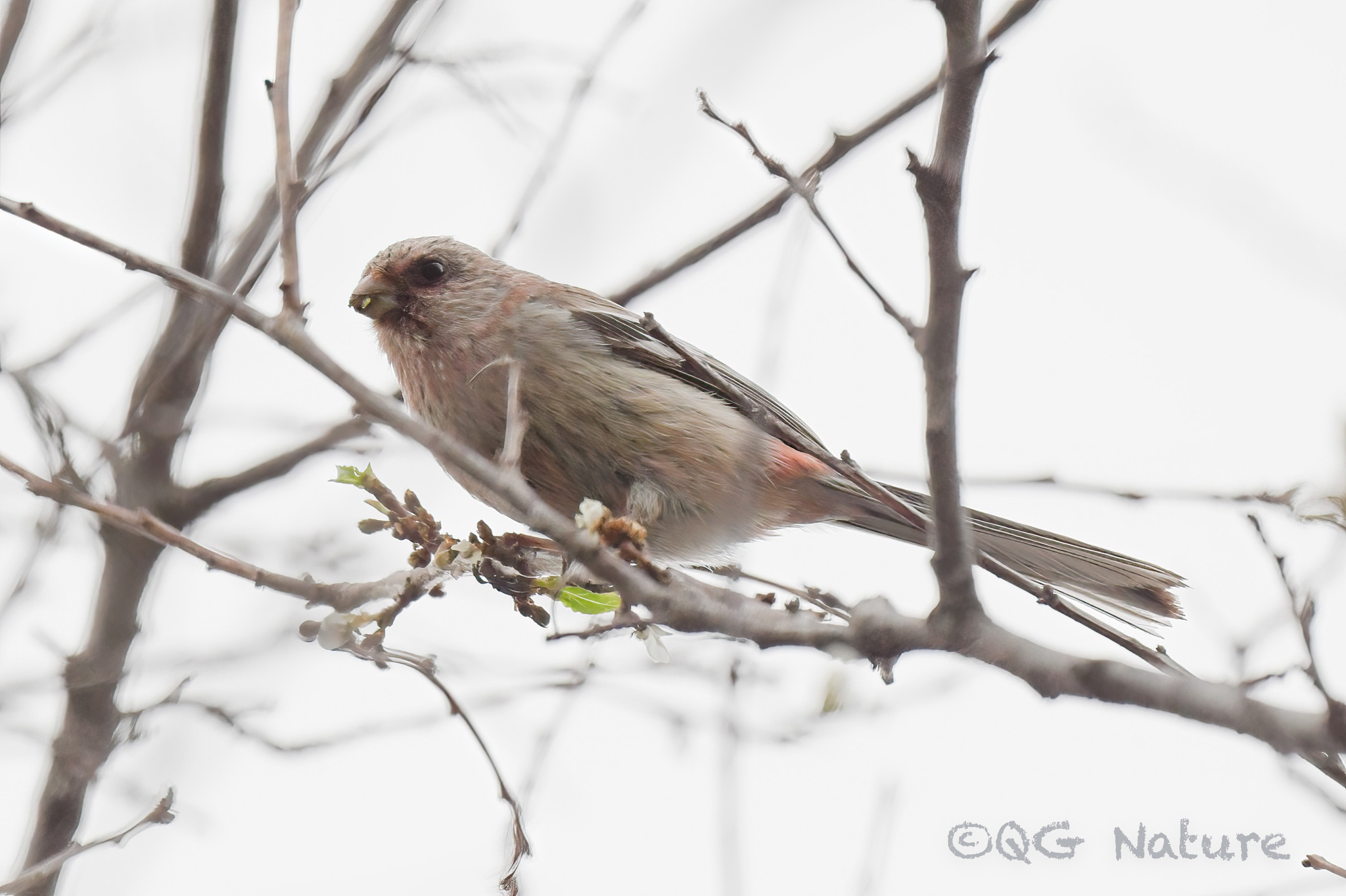 Long-tailed Rosefinch