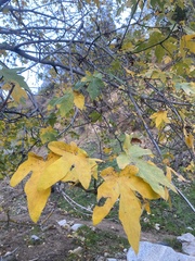 Acer macrophyllum