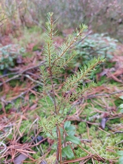 Erica carnea