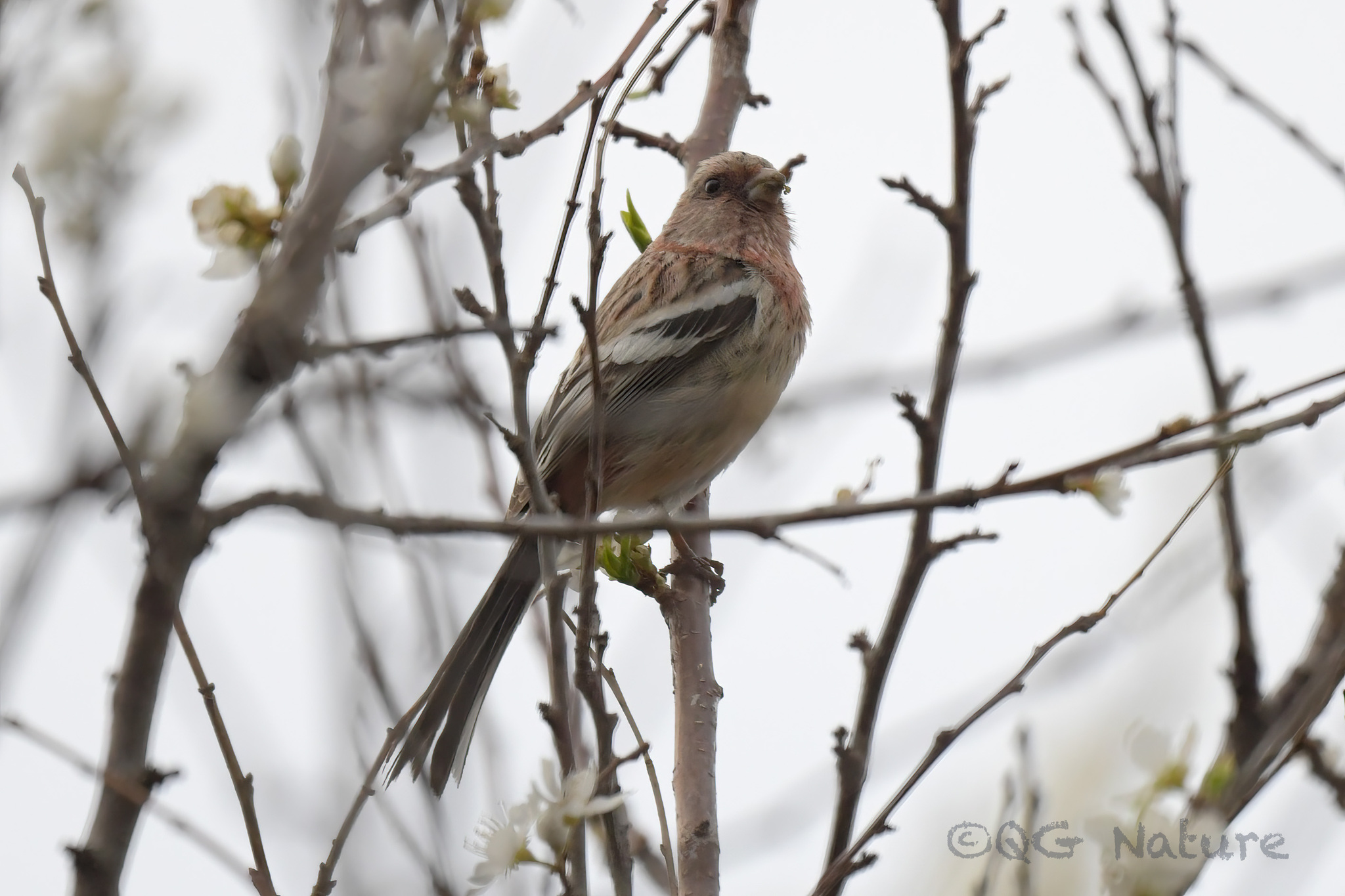 Long-tailed Rosefinch