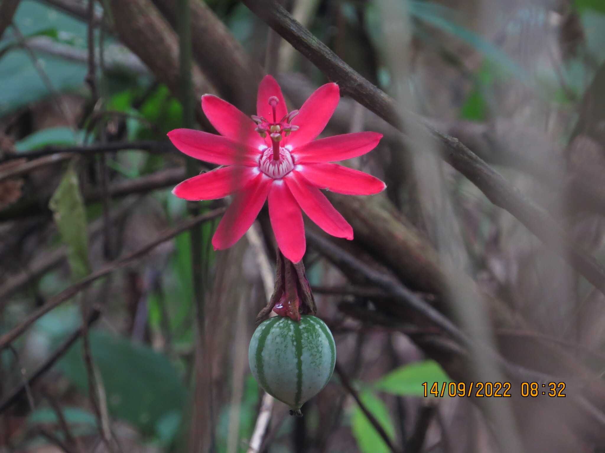 Passiflora glandulosa