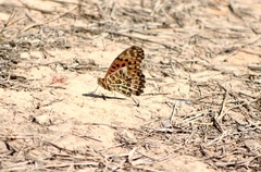 Argynnis