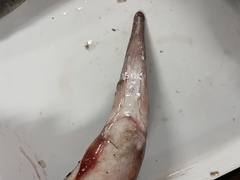 Lepisosteus oculatus