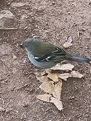 Fringilla coelebs maderensis