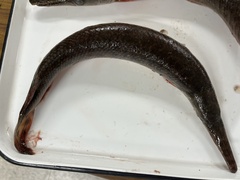 Lepisosteus oculatus